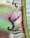 Phasmatodea - walking sticks and leaf insects